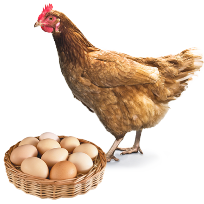 Yumurta Tavuğu